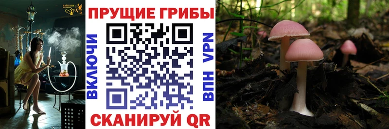МЕГА ONION  Кыштым  Псилоцибиновые грибы мицелий  как найти закладки 